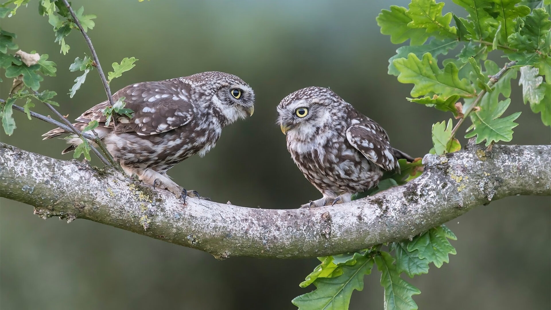 _运动员身体健康与运动表现关系探究_,运动员身体状况
