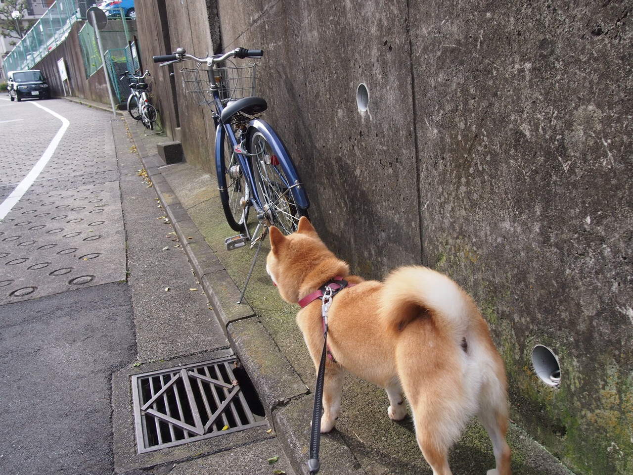 “德甲多队血战到底,冠军争夺日趋激烈”,德甲一共打几轮