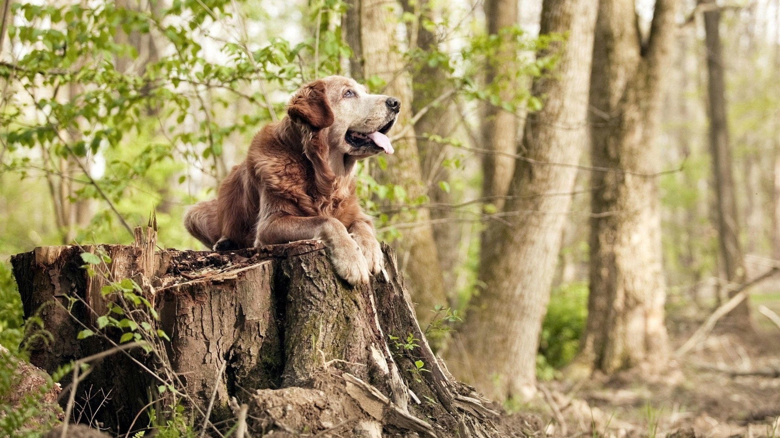 九游娱乐(jiuyou)官网-_运动康复新技术：科技为运动员护航_，运动康复产业前沿