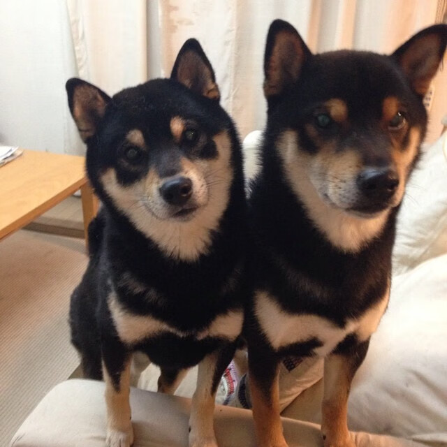 九游jiuyou-“法甲强队不断发力，冠军形势逐渐明朗”，法甲排位