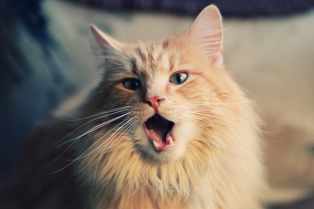 “西甲赛场热血沸腾:激情对抗不断升级”,西甲视频集锦